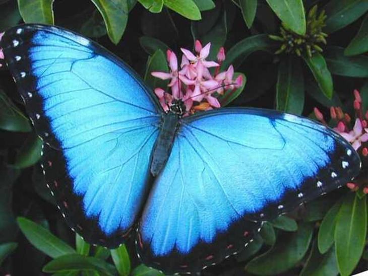 Beautiful Mariposas